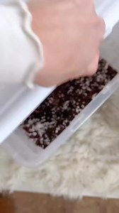 4.8K views · 129 reactions | Live moss > fake moss ⬇️ This is such a...