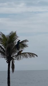 8.5K views · 186 reactions | Nature ❤️ | Rio de Janeiro City | Facebook