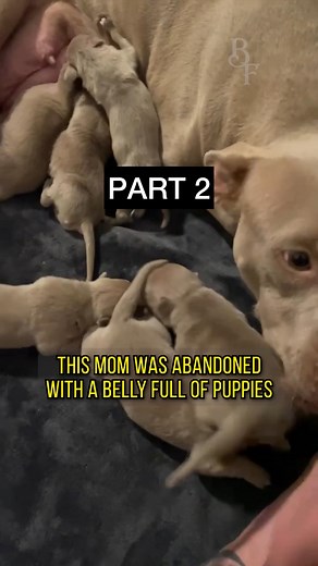 26K views · 43K reactions | PART 2 : Lucy and her babies Lucy was...