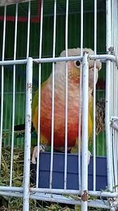 Pineapple Conure Very Funny 😂 #birds #bird #greencheekedconure #lovebird #parrot