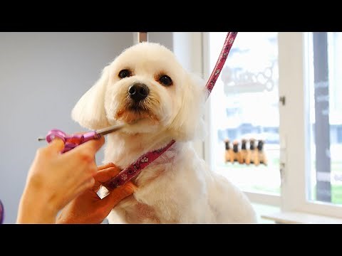 Maltese Grooming - Teddy Bear Haircut