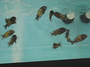 2.5" Tropheus moorii "Ikola Kaiser"............ | Reef To Rift Aquarium Store