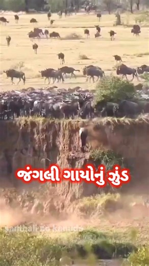 જંગલી ગાયો નું આટલું મોટું ઝુંડ તમે ક્યાંય નહીં જોયું હોય || #shorts #animals #shortvideo