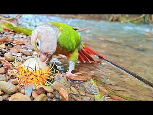 Pineapple conure sound : Can parrots eat longans? Green cheek conure sound.