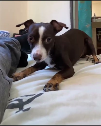 Mi Aslan de bravucon con el hermano humano 😁 #pincher #humor #videogracioso