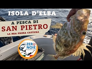 John Dory fishing in the waters of Elba Island