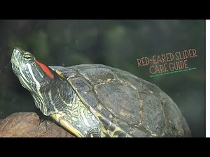 Red Eared Slider Care Guide