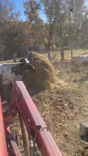 1K views · 76 reactions | Shane Ross on Reels | Facebook