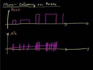Neuro 9 Codierung von Reizen
