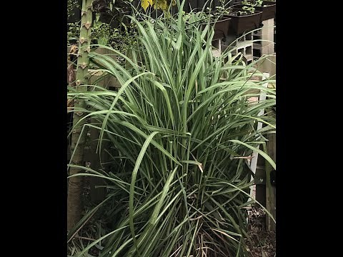 How do I trim my Lemongrass?