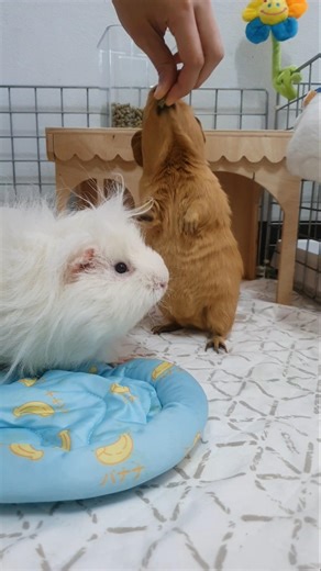 Super excited! - hughug a guinea pig