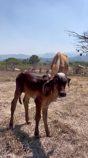 🤎🤎 #ganaderos#campo#llanos#terneros#gyr#zootecnia#farmlifeisthebestlife