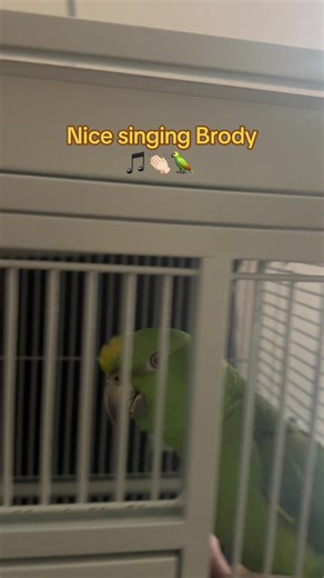 Brody the Parrot Sings Opera in a Hilarious Way