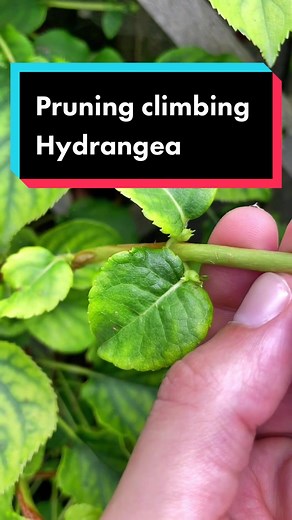 How to Properly Prune Climbing Hydrangea for a Beautiful Garden