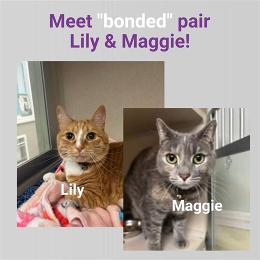 😻😻Very happy ending. Read all about it in People Magazine, wow! Remember Ollie and Penelope, our bonded special needs pair? Now named Maggie and Lily, these two cats don't just love each other--they need each other. One is blind and relies on her friend for guidance; the other is fearful and relies on her friend for emotional support .❤️ They needed to find a wonderful, loving home TOGETHER, something we were determined to find. Spoiler alert: we did! 😀 See the story in People here: https://p