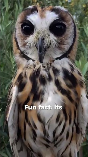 The Owl That Hunts in Total Silence