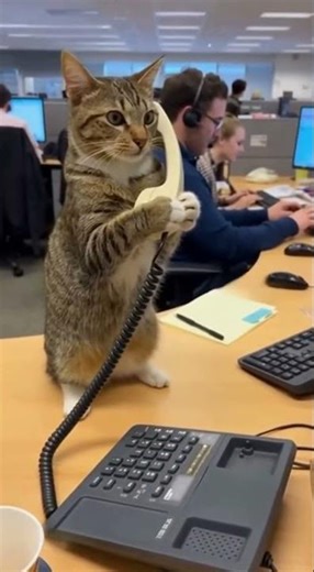 The Call Center Cat Needs a Raise