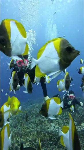 Underwater Ambience 🌊 Fish Swimming + Calming Hydrophone Sounds #Shorts