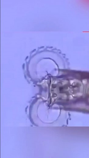 Organism With Chainsaw Mouth