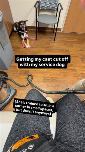 Jocelynn on Instagram: "This is a PSA. I have seen a lot of fake service dogs and this is what I have to say. It’s distracting to my actual service dog. I answer two questions when entering the hospital or sometimes a facility: “ is your dog a trained (or actual) service dog” (yes) “ is your dog trained to perform a certain task to help you and what is it?” (cardiac alert) A service dog does need exposure to certain doctors or environments such as large amounts of people or personal one on one. 