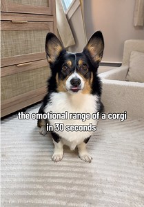 The Emotional Rollercoaster of a Corgi
