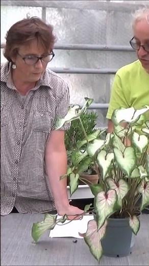 Conseils jardinage: Caladium: Entretien et arrosage Plante verte