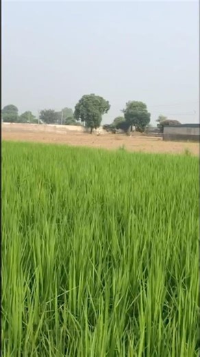 5 Simple Permaculture Tricks to Boost Your Tomato Yield Instantly