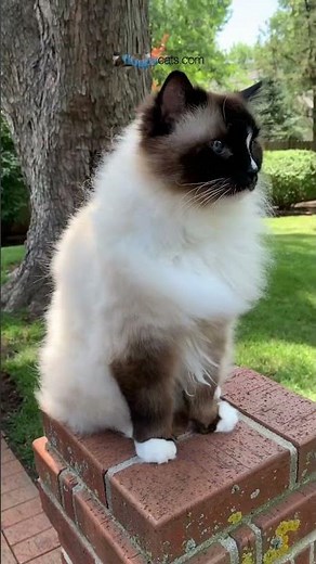 Is Your Cat Acting Strange? Feline Hyperesthesia & Holistic Solutions! 🐾