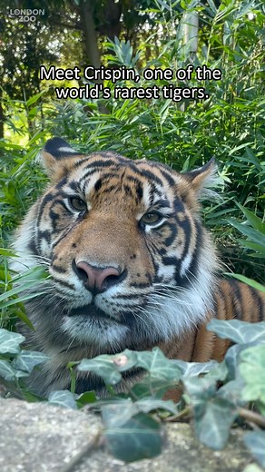 5.5K views · 153 reactions | Sumatran tigers are the world’s rarest...