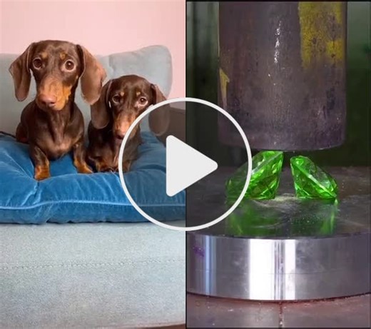 hpc official Inst chapi tosya   tiktokdog 44838 #ilovescoopz - NewsBreak