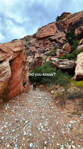 Just another day in Vegas besides the glitzy strip. Anyone want to join me and my dog Ace? #hike #dogsoftiktok #adventure