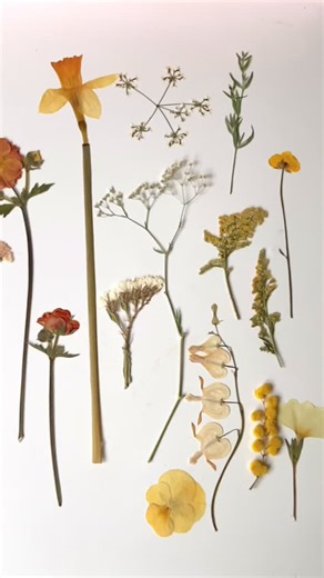 This week I’m curating a collection of pressed flowers to be included in card making kits. This new pressed flower card making kit contains everything you need to design and make 5 beautiful nature filled cards, with a generous supply of traditionally pressed flowers in a kaleidoscope of colours. The step by step instructions allow for crafters of any skill level to enjoy hours of blissful creativity hand making cards that your friends and family will be delighted to receive. Gift the joy of cre