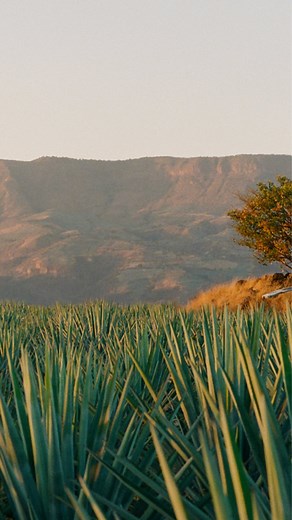 818 Tequila | Eight Reserve by 818 on Instagram: "818 is thrilled to announce that we have become a Certified B Corporation™ We are honored to be part of such an extraordinary community and to be recognized for our holistic sustainability practices. To become a Certified B Corporation™, companies undergo a rigorous review of the impact of their operations and business model in the areas of Governance, Workers, Community, Environment, Consumers and Disclosure. Learn more at link in bio."