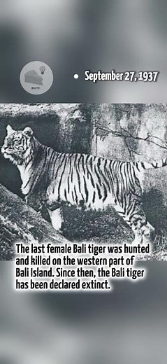 The extinction of the Bali Tiger. #shorts
