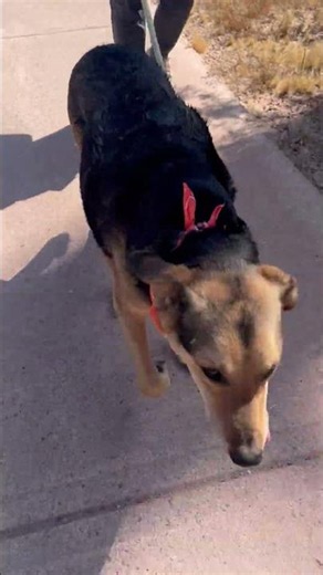 Video of adoptable pet named Herbie (Courtesy post)