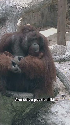 Orangutan Smarts You Won’t Believe! #documentary #facts #subscribe #animals