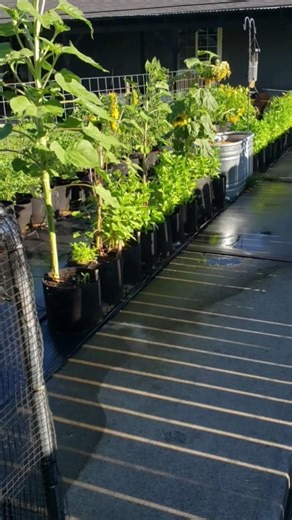 My Grow Bag Garden Layout🌱