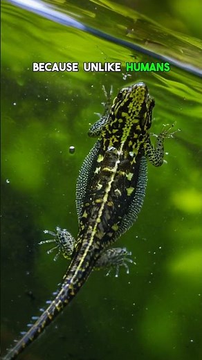The Secret Superpower of Newts – Limb Regeneration!