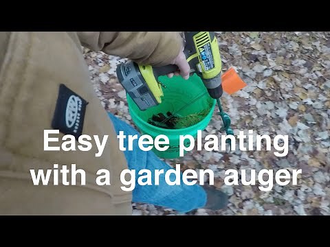 Easy evergreen tree planting with a garden auger