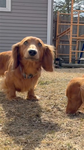 Do you know where Wrigley got his name? #wrigleywednesdays #milliemondays