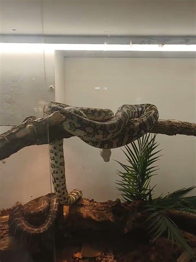 terrarium des morelia macdoweli jaguar , bredli ,cheynei #nature #wildlife#butterfly #terrarium