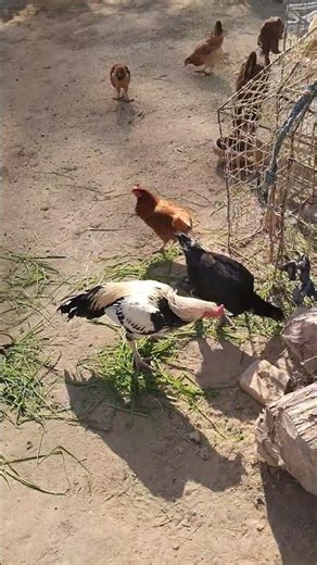 Aseel and dase chickens #chicken #birds