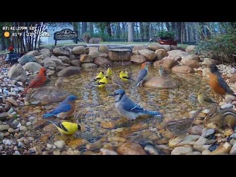 LIVE 🍑 Friday’s Multi-Cam Georgia Bird Gala! 🍑 Grosbeaks, Bluebirds, Chipmunks & Warblers! 🐦✨