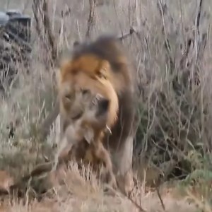 145K views · 4.4K reactions | Lion Kill Hyena | Wild Africa | Facebook