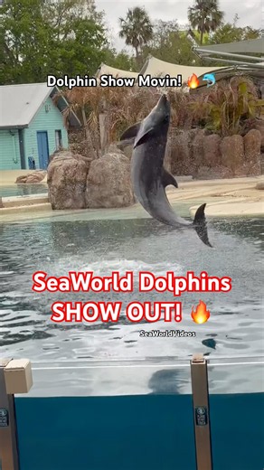 Dolphin Show Action at SeaWorld Orlando!🤩🐬 #seaworldvideos #dolphin #cuteanimals #seaworld #foryou