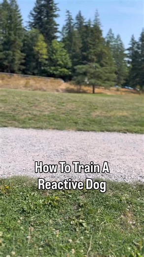 5.4K views · 55 reactions | How to train a reactive dog:...