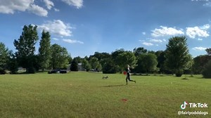 Deaf Dog Disc Dog Training: Slow Motion Fun!