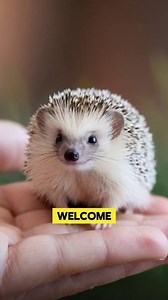 How To Understand Hedgehog Language