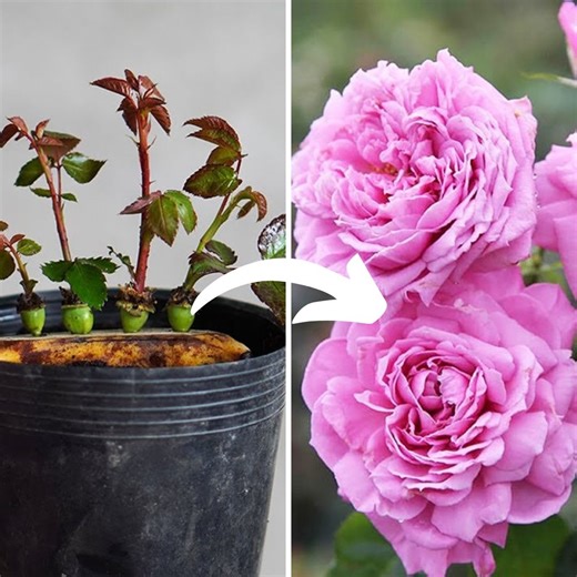 7.3M views · 91K reactions | How to Grow Roses with Flower Buds Easily  | Balcony & Garden | Facebook