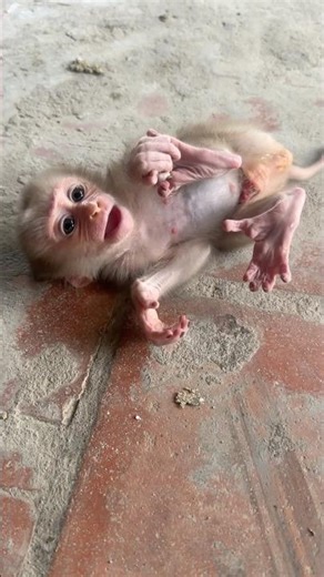 Little monkey Kiki is sulking.